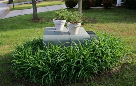 evergreens to hide electrical box|hiding utility boxes in garden.